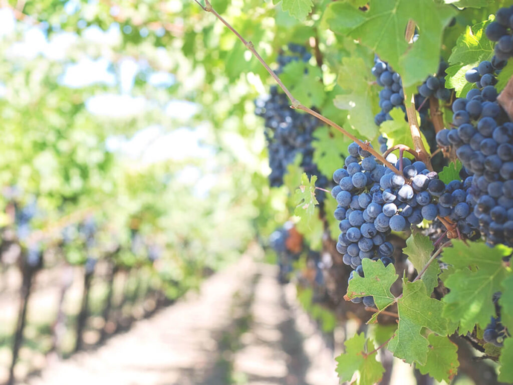 Vindruvan Nebbiolo växer i en vingård